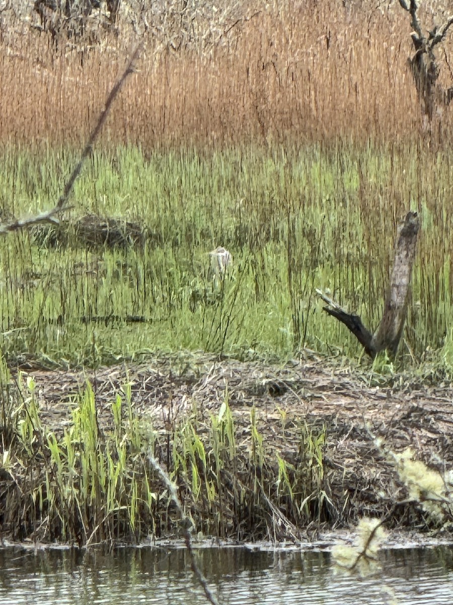 Great Blue Heron - Brandi Sikorski