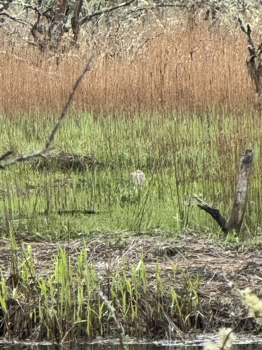 Great Blue Heron - Brandi Sikorski