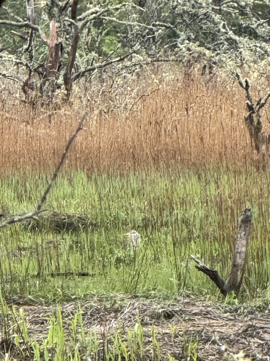 Great Blue Heron - Brandi Sikorski