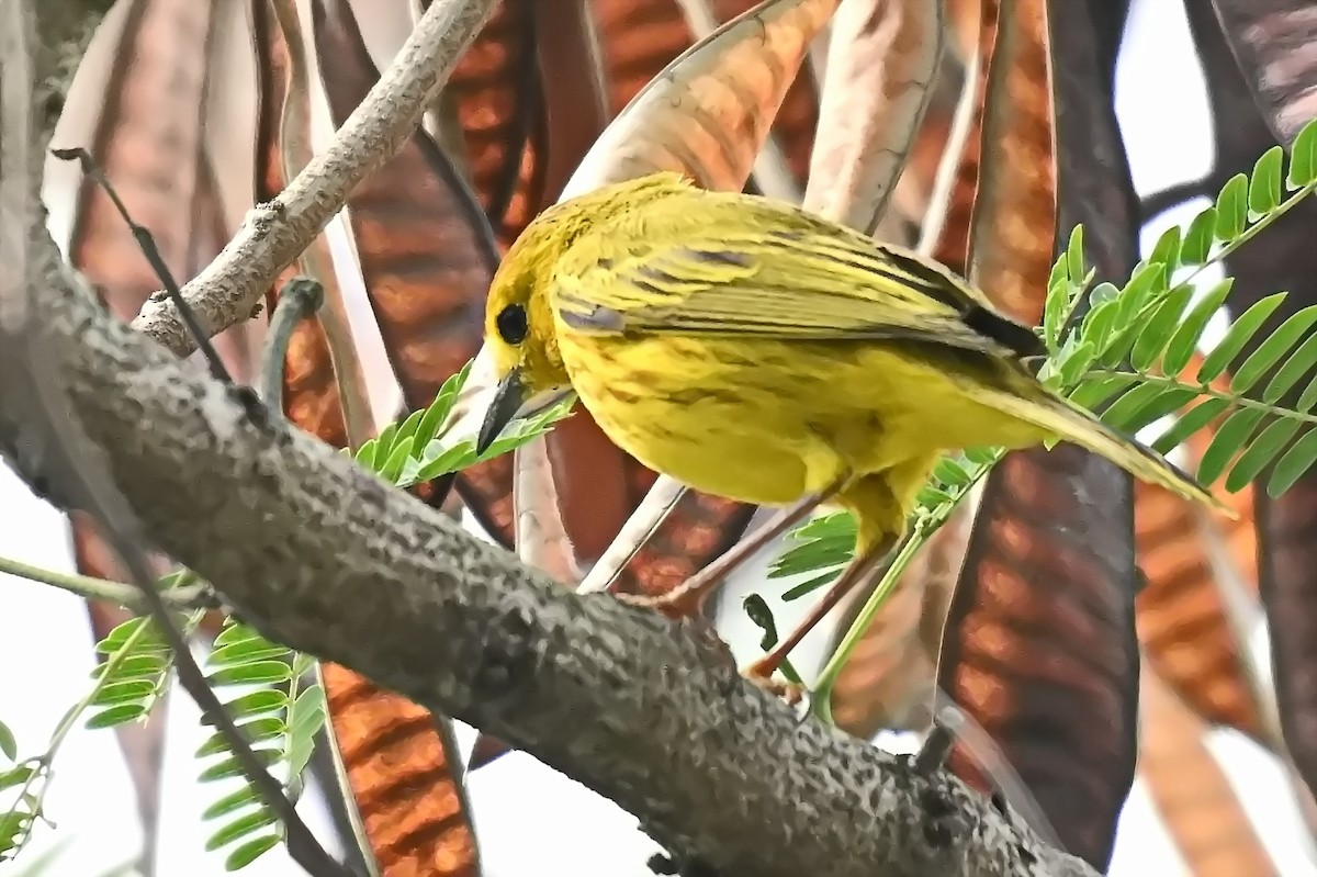 Yellow Warbler - James Cosgrove
