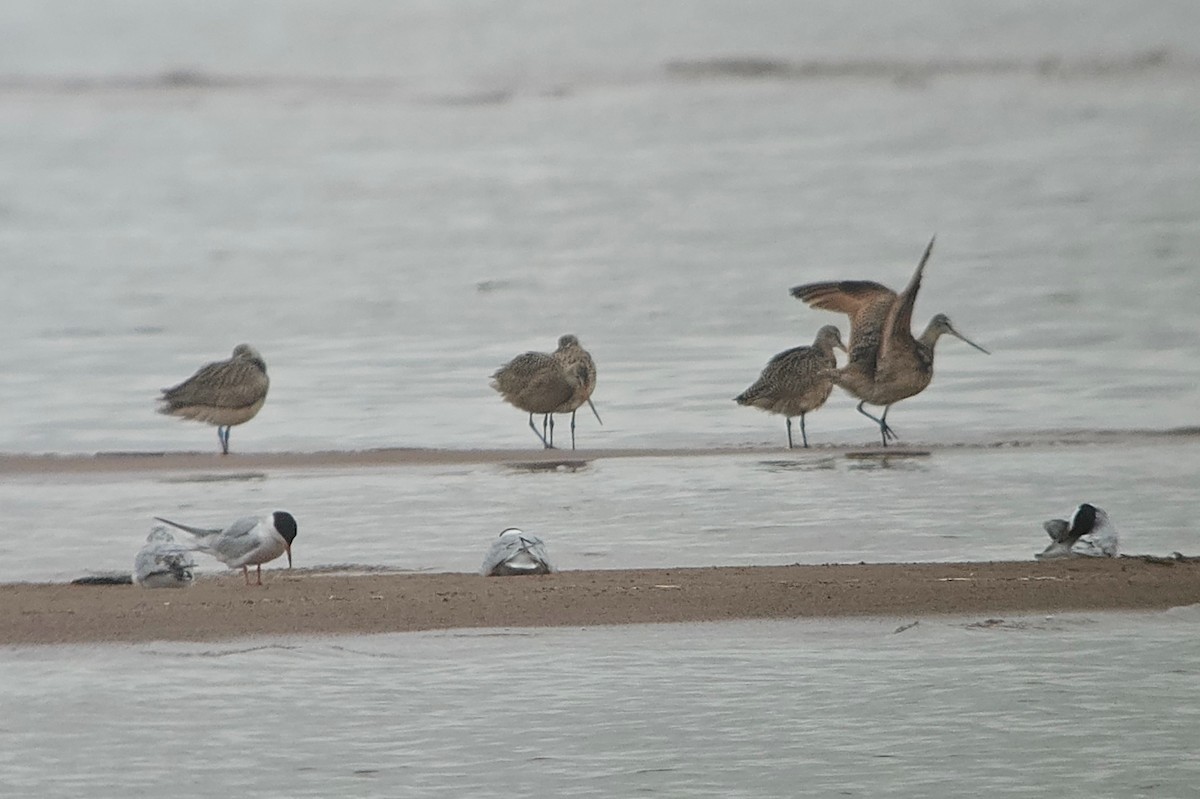 Marbled Godwit - ML619142242