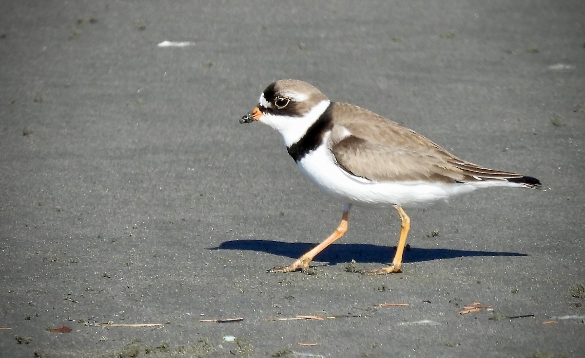 Semipalmated Plover - D/P    Sanford