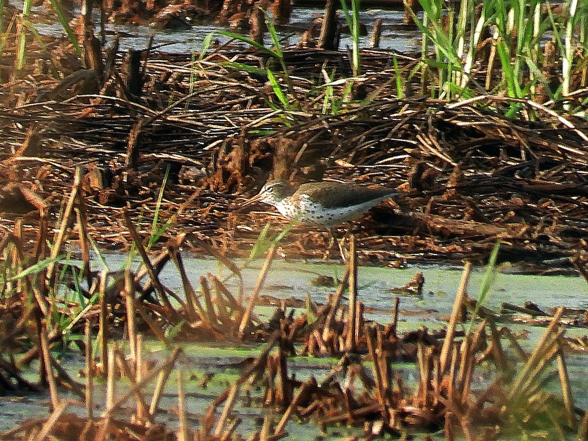 Spotted Sandpiper - Michael Musumeche