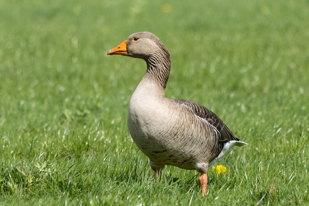 Graylag Goose - Jon White