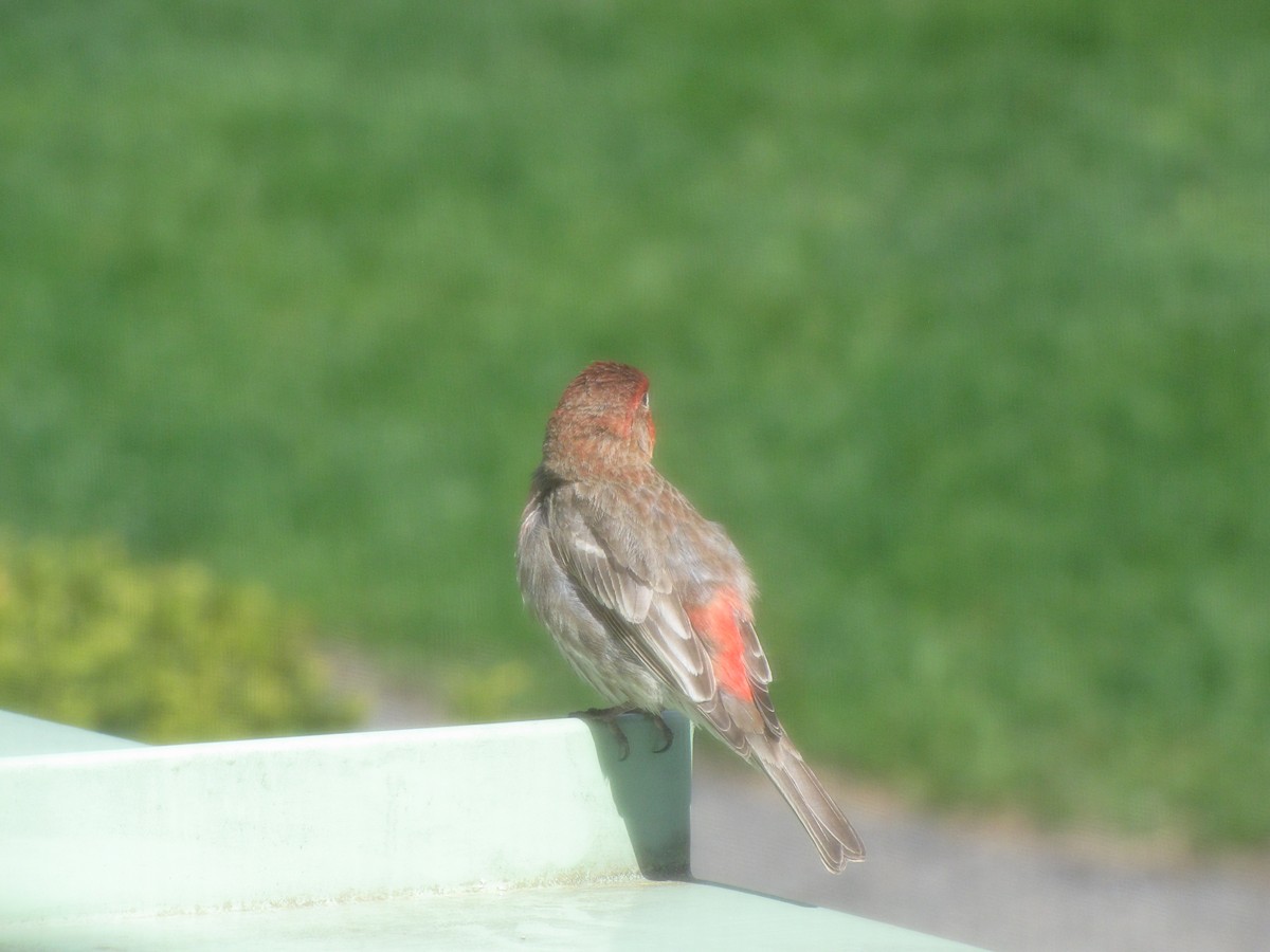 House Finch - Peter McTague