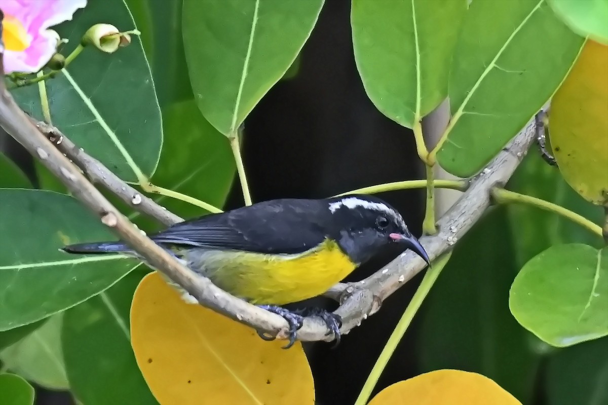 Bananaquit - ML619142286