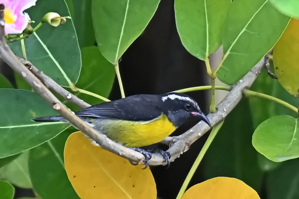 Bananaquit - James Cosgrove