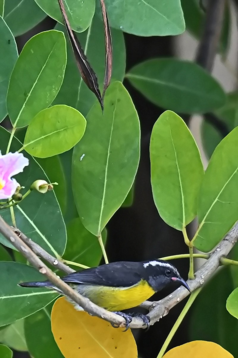 Bananaquit - James Cosgrove