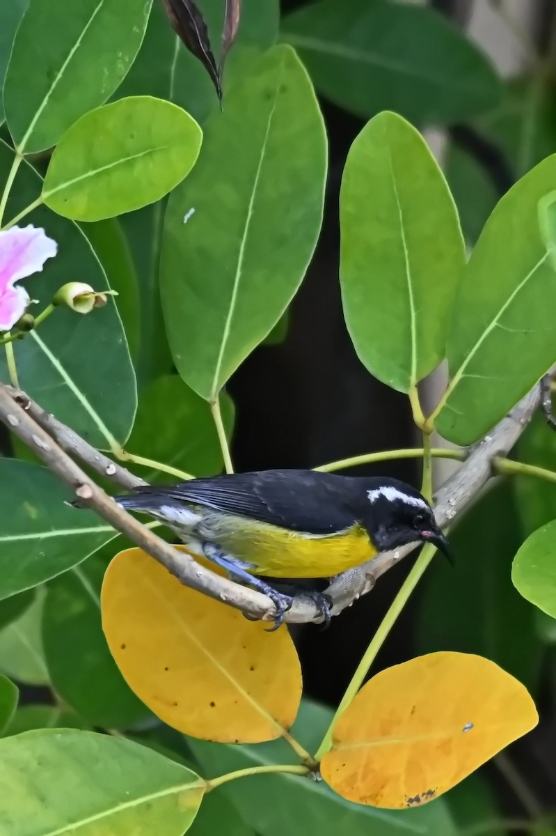 Bananaquit - James Cosgrove