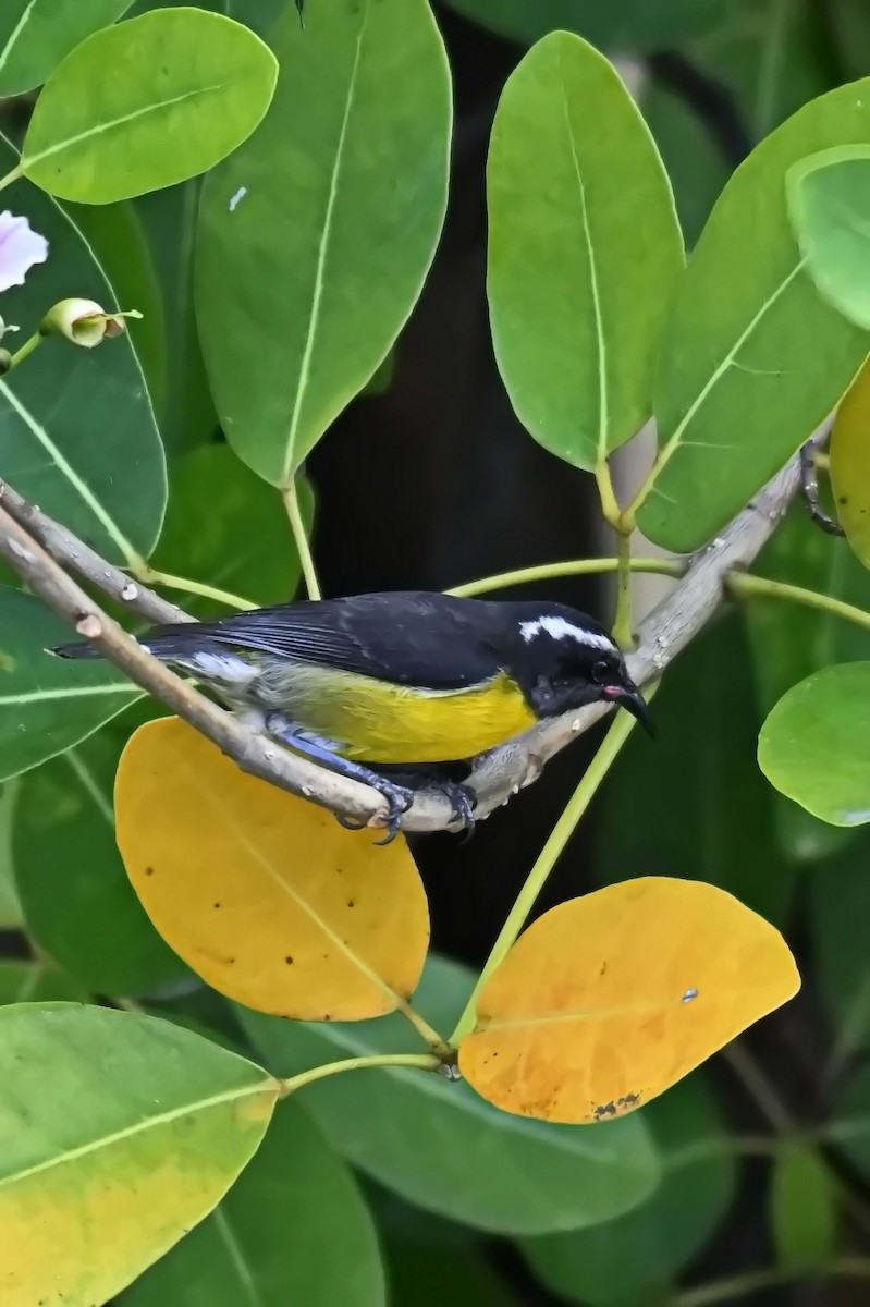 Sucrier à ventre jaune - ML619142291