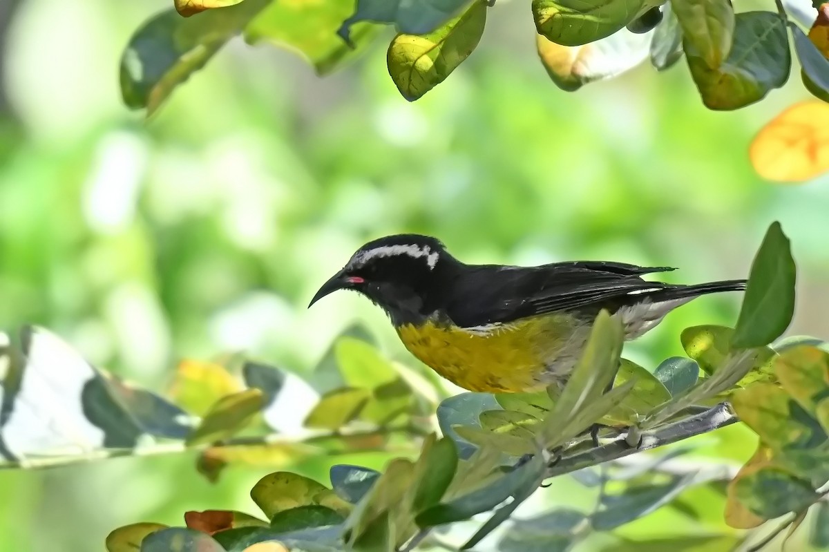 Bananaquit - ML619142297