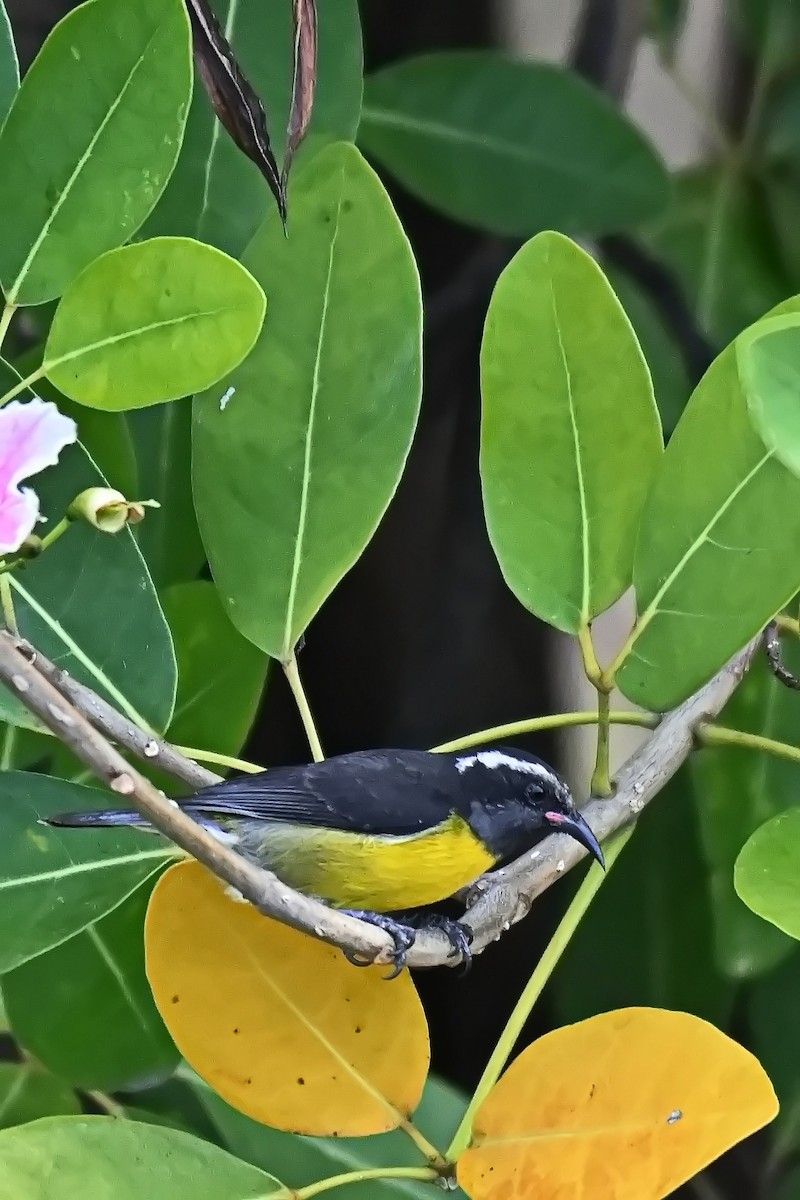 Bananaquit - James Cosgrove