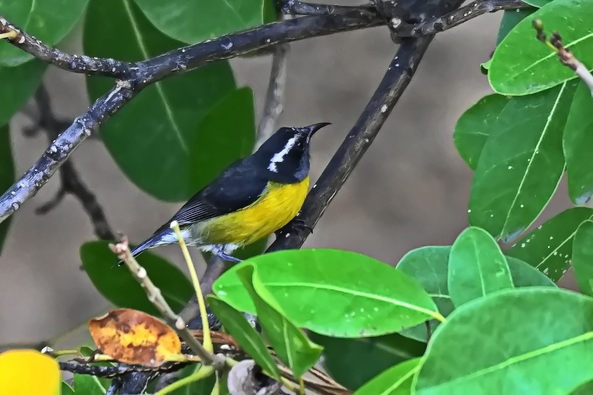 Bananaquit - James Cosgrove