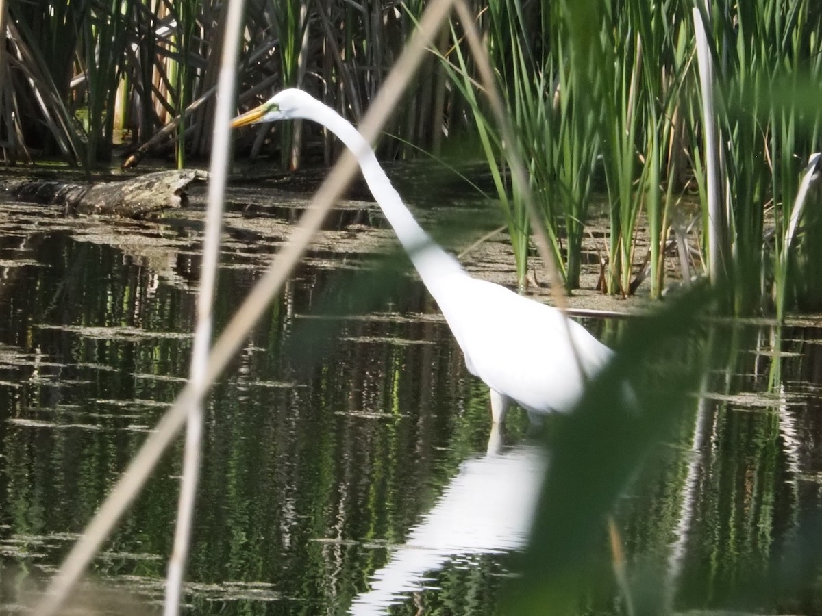 Great Egret - ML619142316