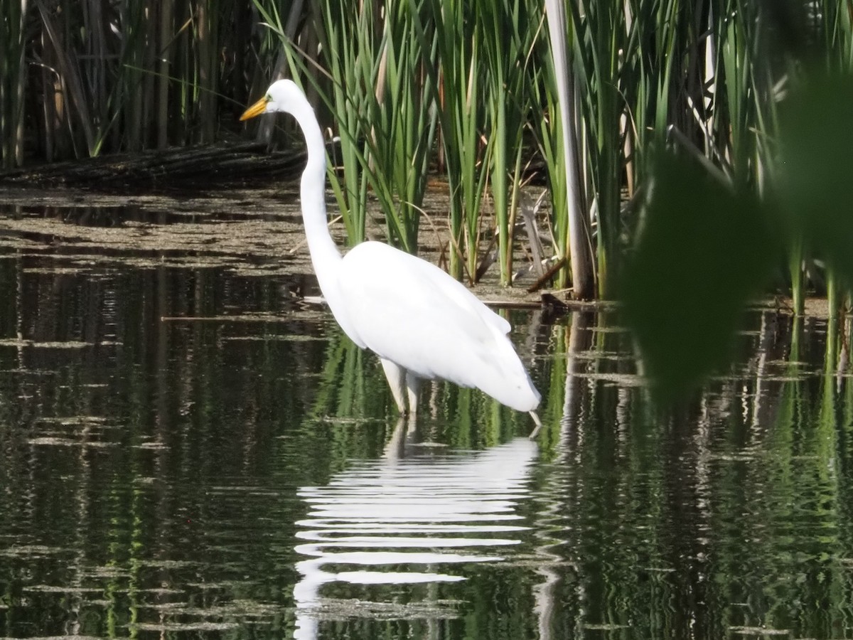 Great Egret - ML619142317