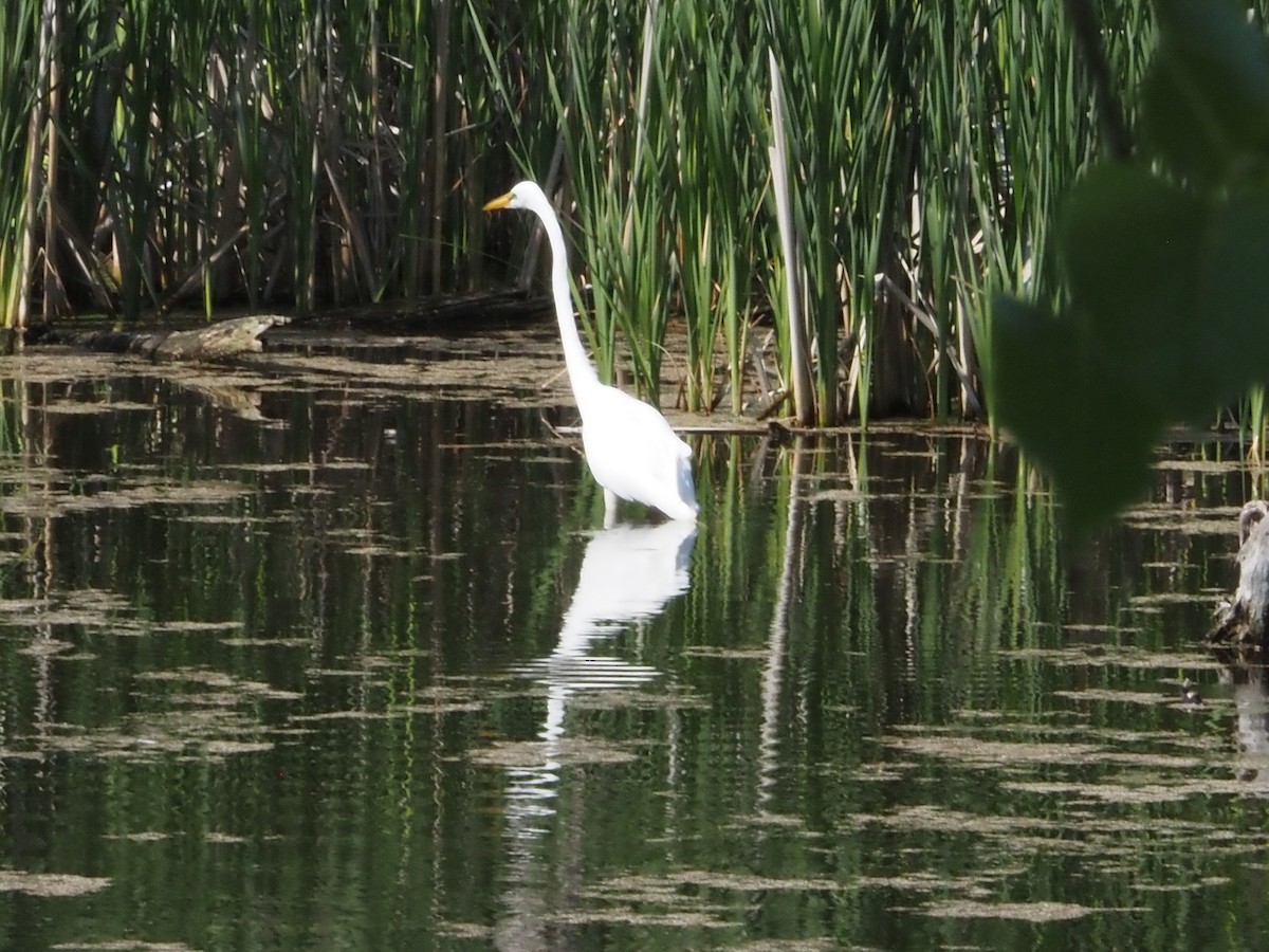 Great Egret - ML619142319