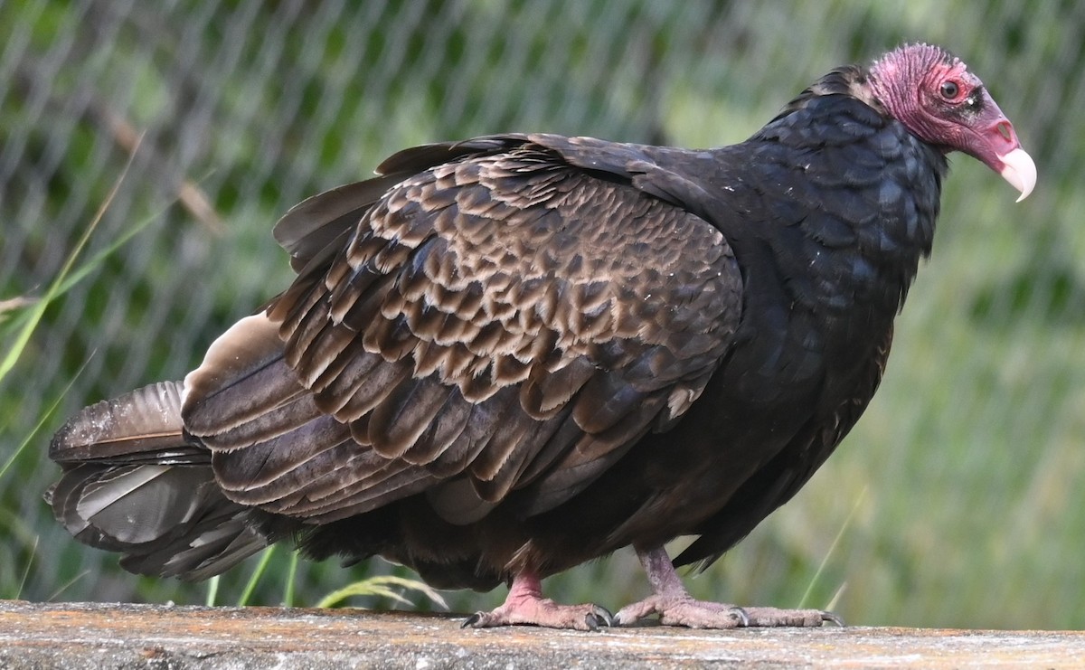 Turkey Vulture - Remigio Miguel