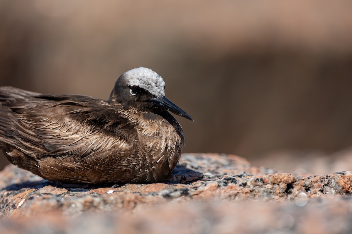 Black Noddy - ML619142339