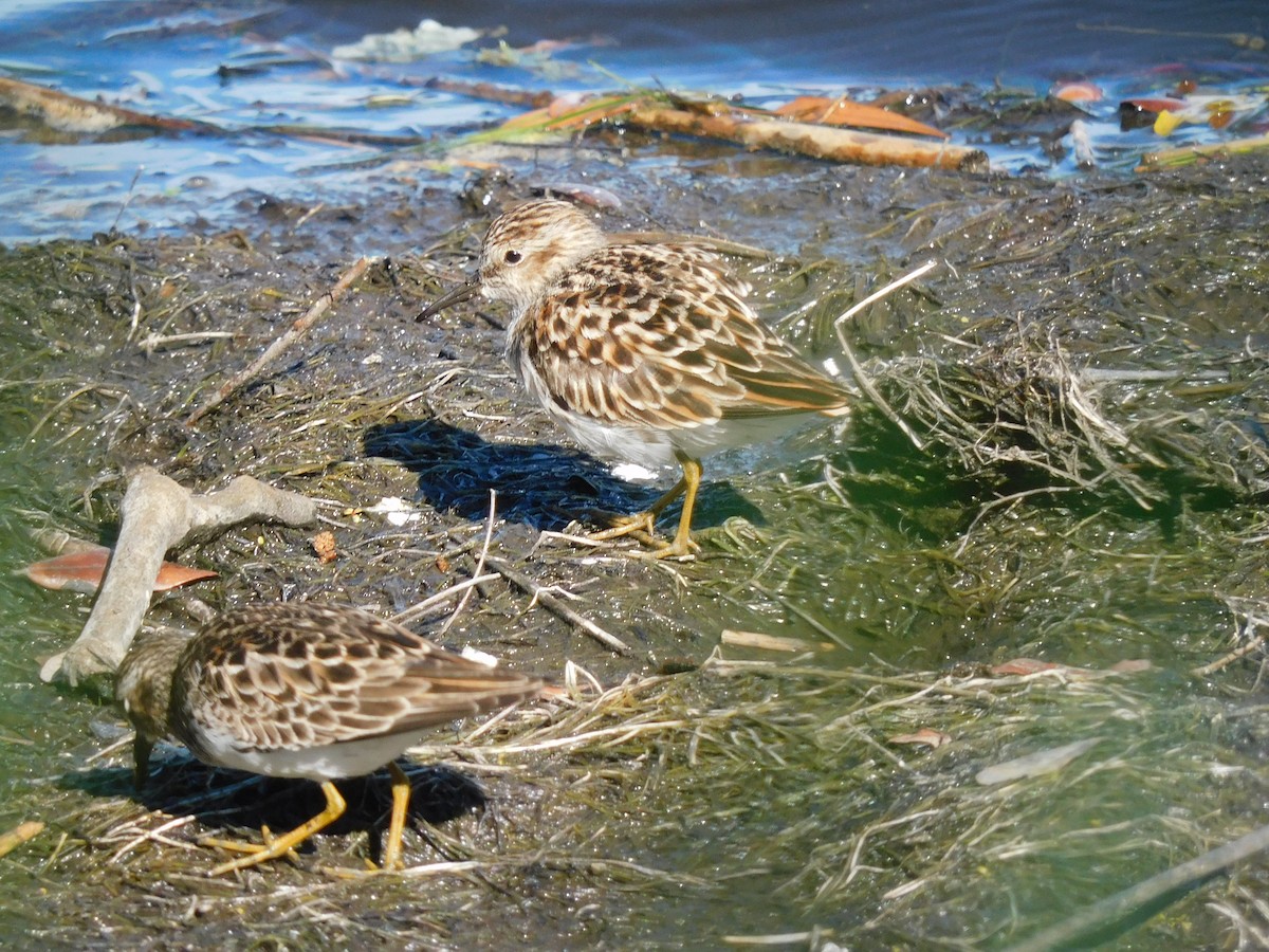 Least Sandpiper - ML619142368