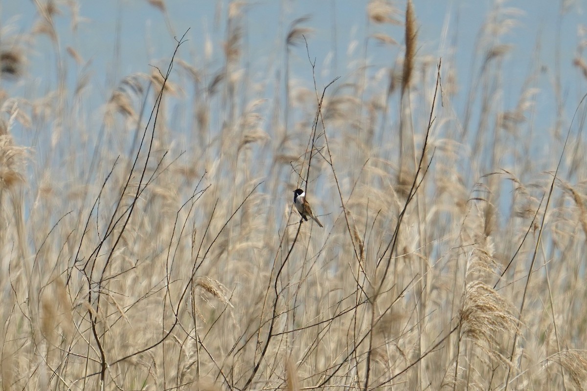 Reed Bunting - Moritz Schalk