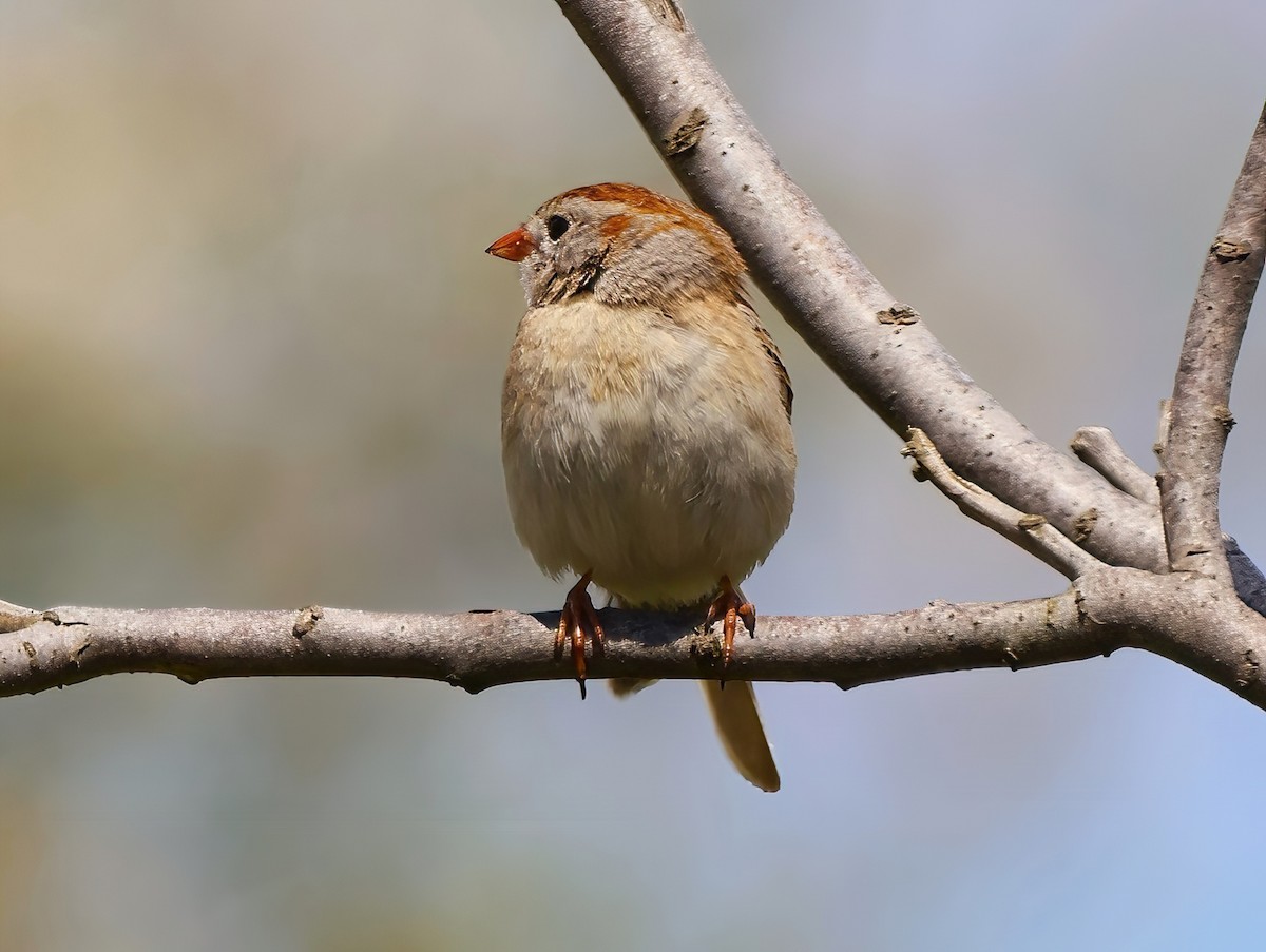 Field Sparrow - ML619142404