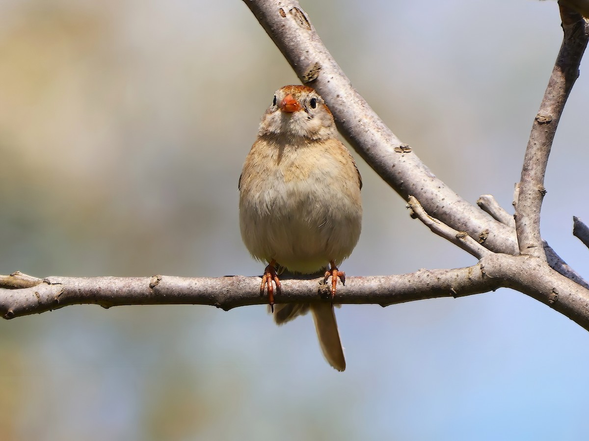 Field Sparrow - ML619142405