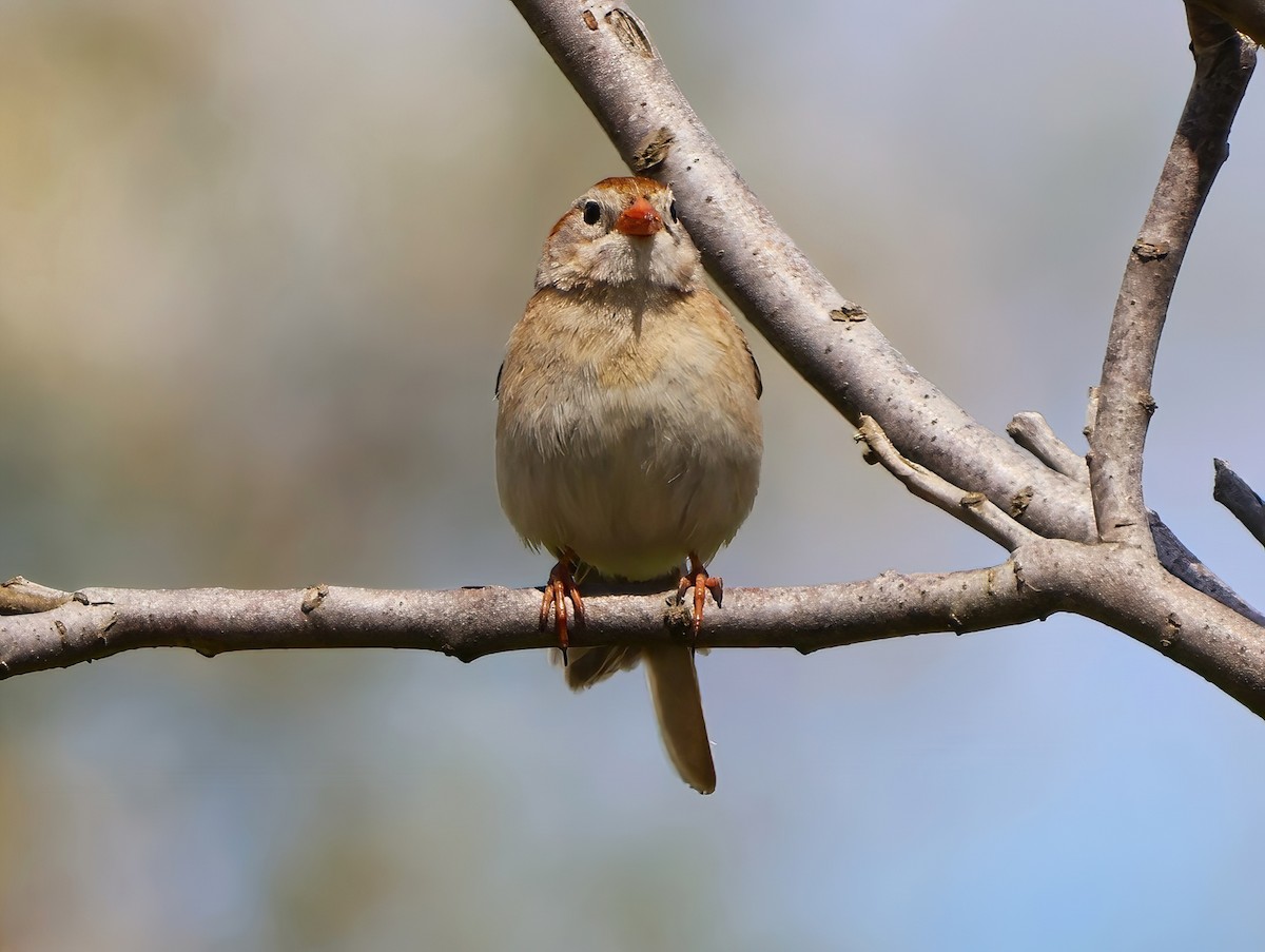 Field Sparrow - ML619142407