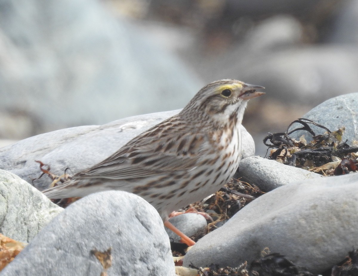 Savannah Sparrow (Ipswich) - ML619142409