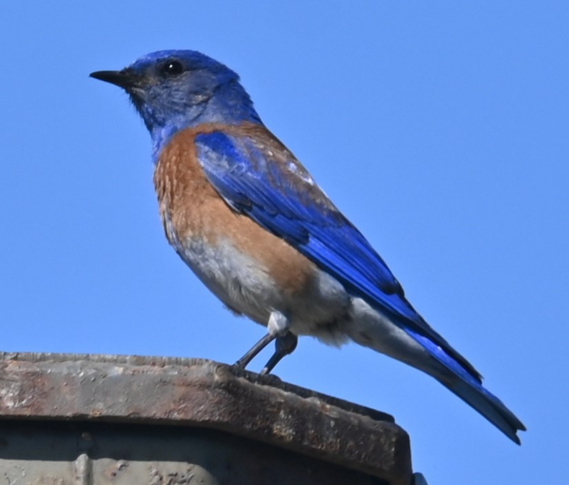 Western Bluebird - Remigio Miguel