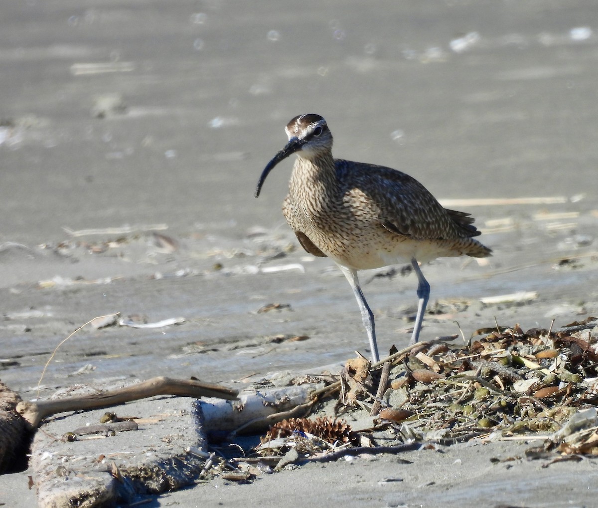 Whimbrel - D/P    Sanford