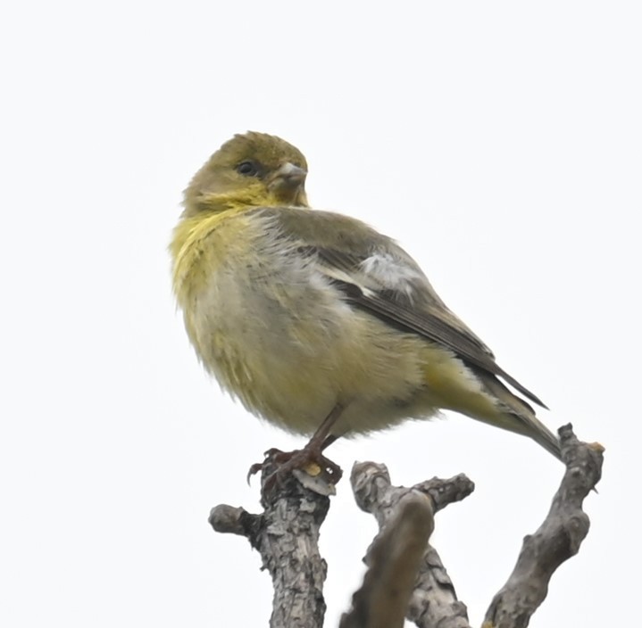 Lesser Goldfinch - Remigio Miguel