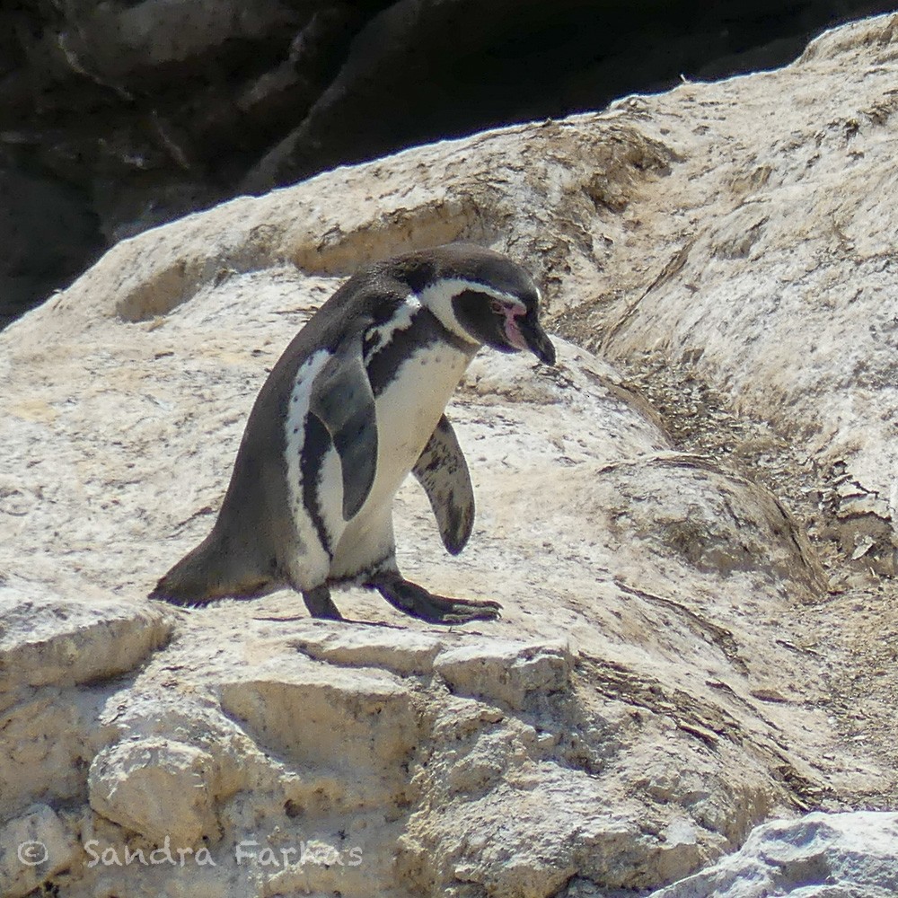 Humboldt Penguin - Sandra Farkas