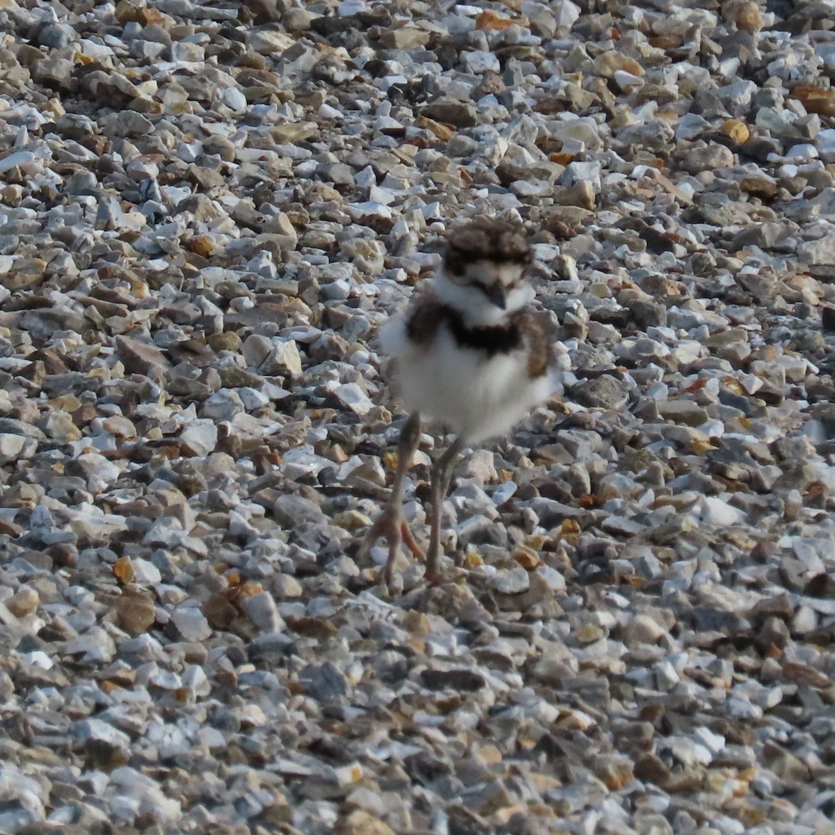 Killdeer - ML619142478