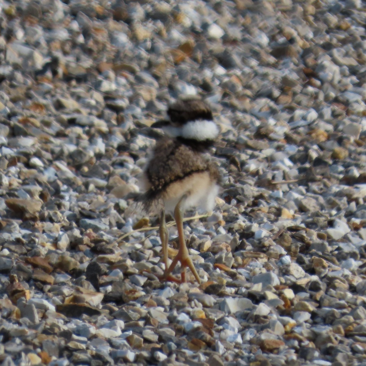 Killdeer - ML619142480