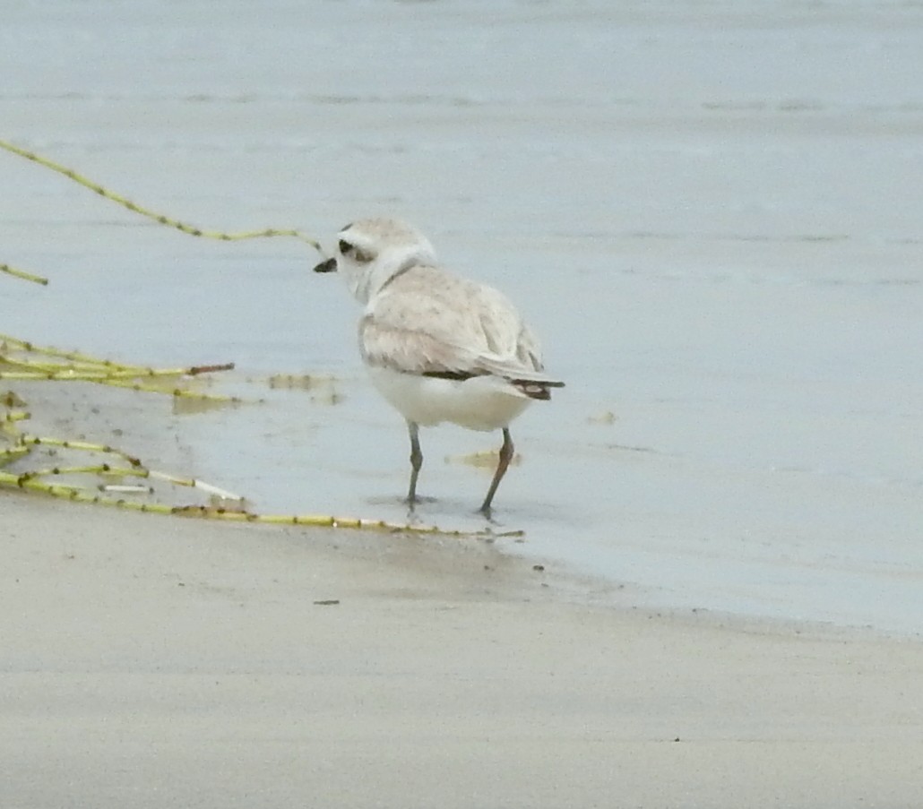 Snowy Plover - Mary Maxwell