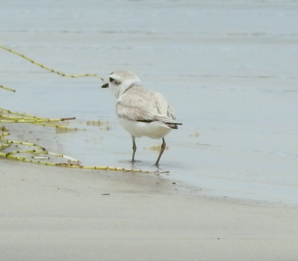 Snowy Plover - ML619142488