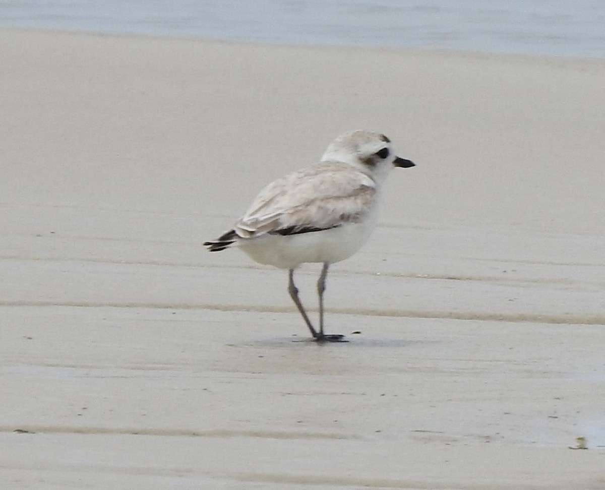 Snowy Plover - ML619142489