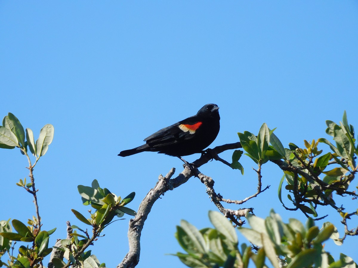 Red-winged Blackbird - Charles Chu