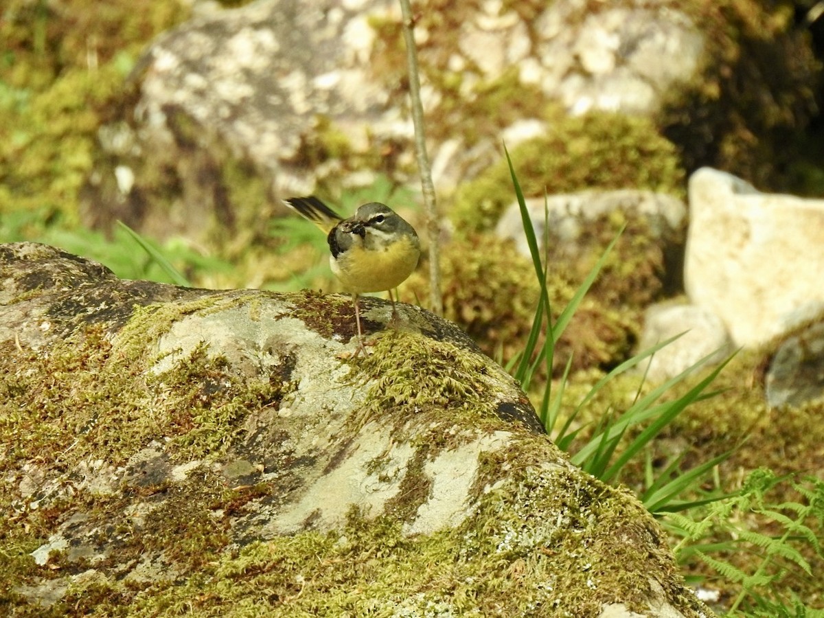 Gray Wagtail - Stephen Bailey