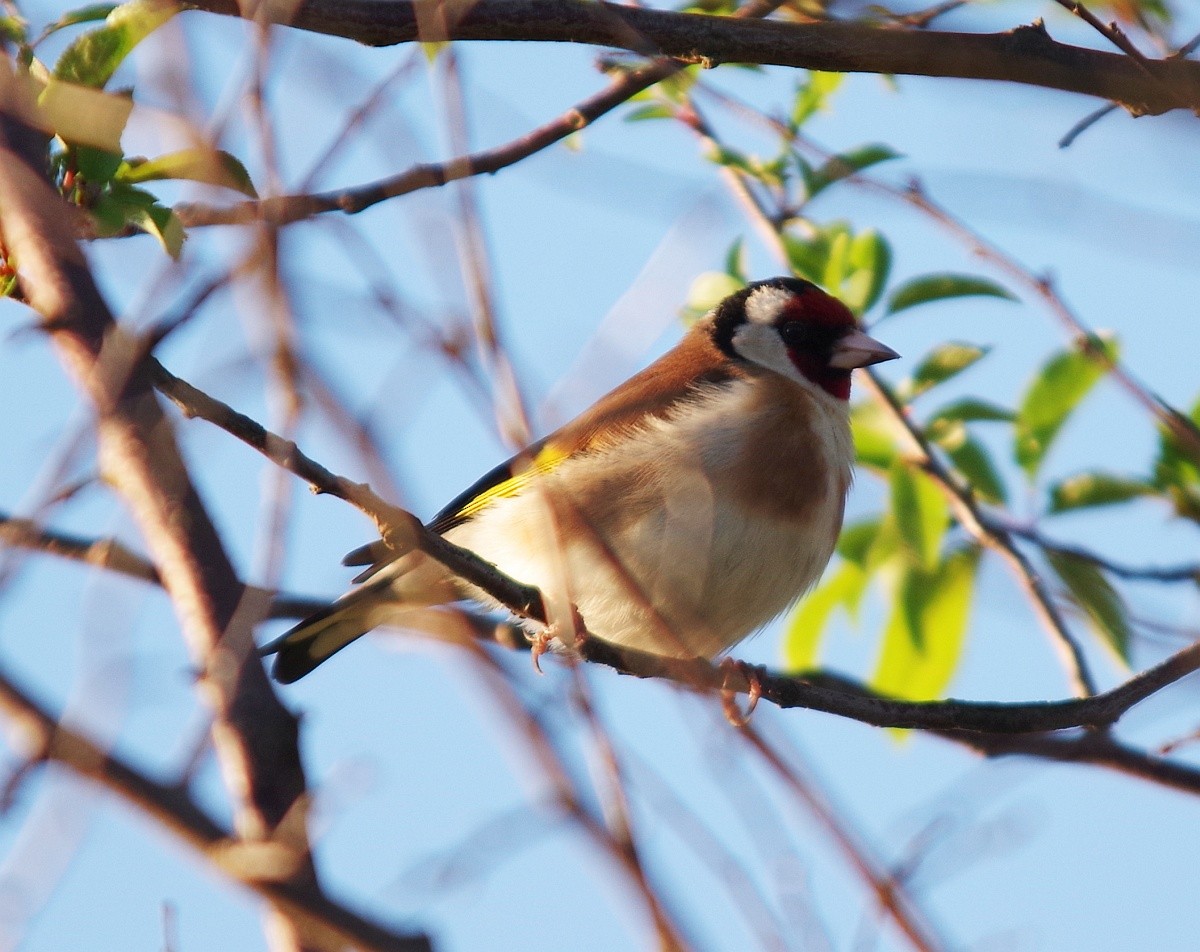 European Goldfinch - ML619142525