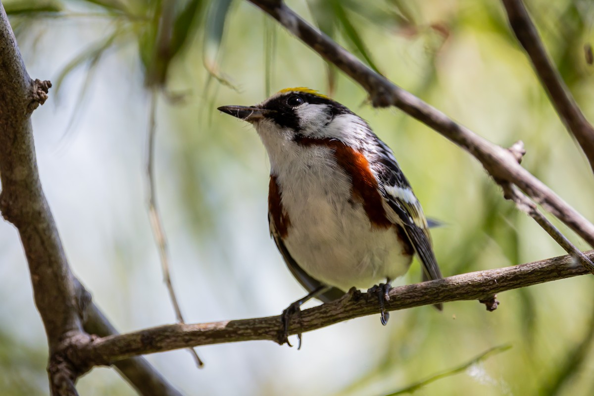 Chestnut-sided Warbler - Kalder Korte