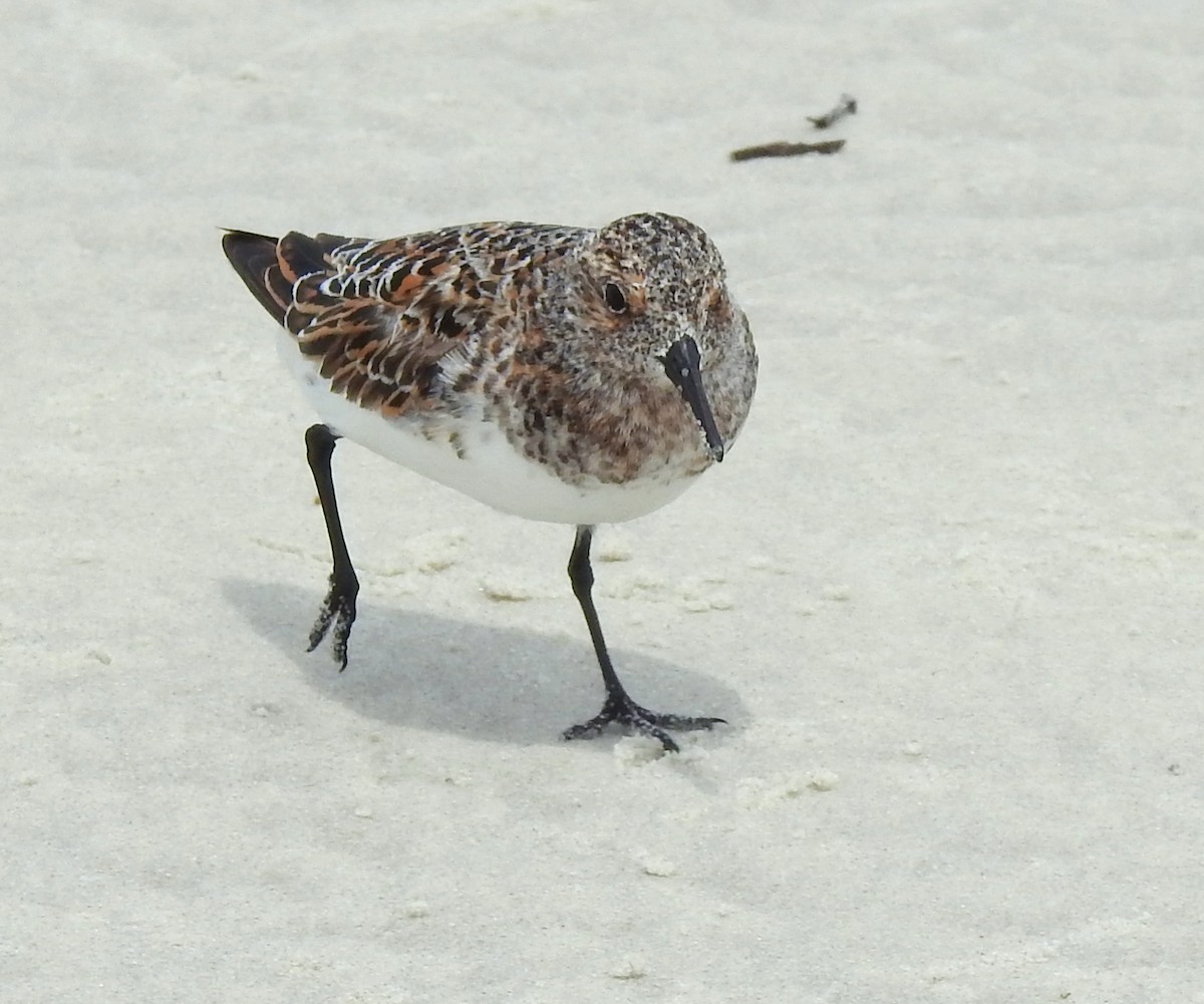 Bécasseau sanderling - ML619142538