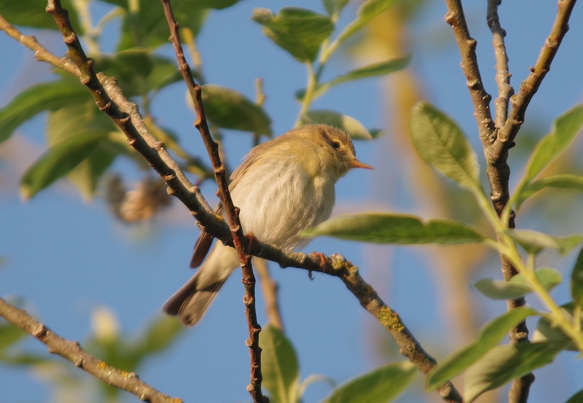 Willow Warbler - ML619142541
