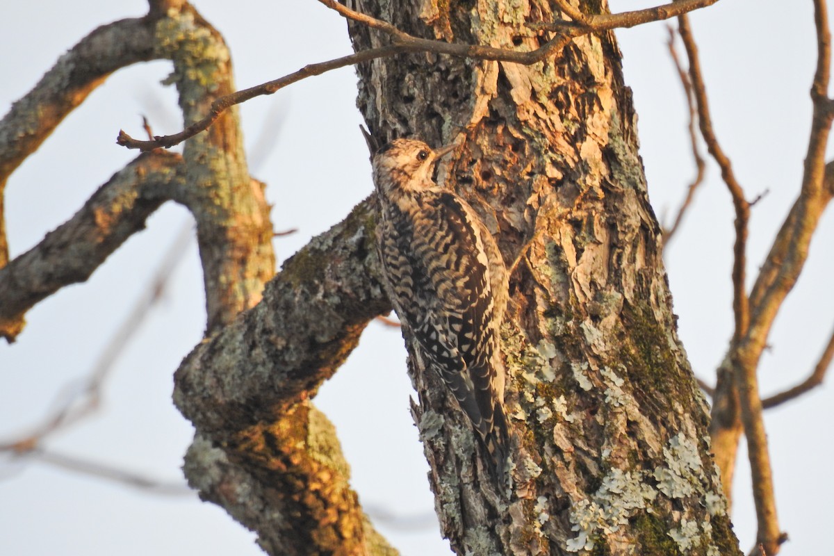 Yellow-bellied Sapsucker - Jarvis Shirky