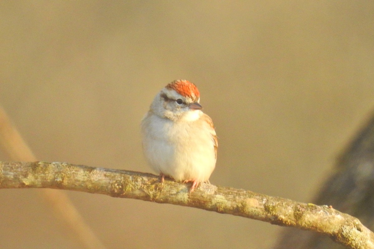 Chipping Sparrow - Jarvis Shirky