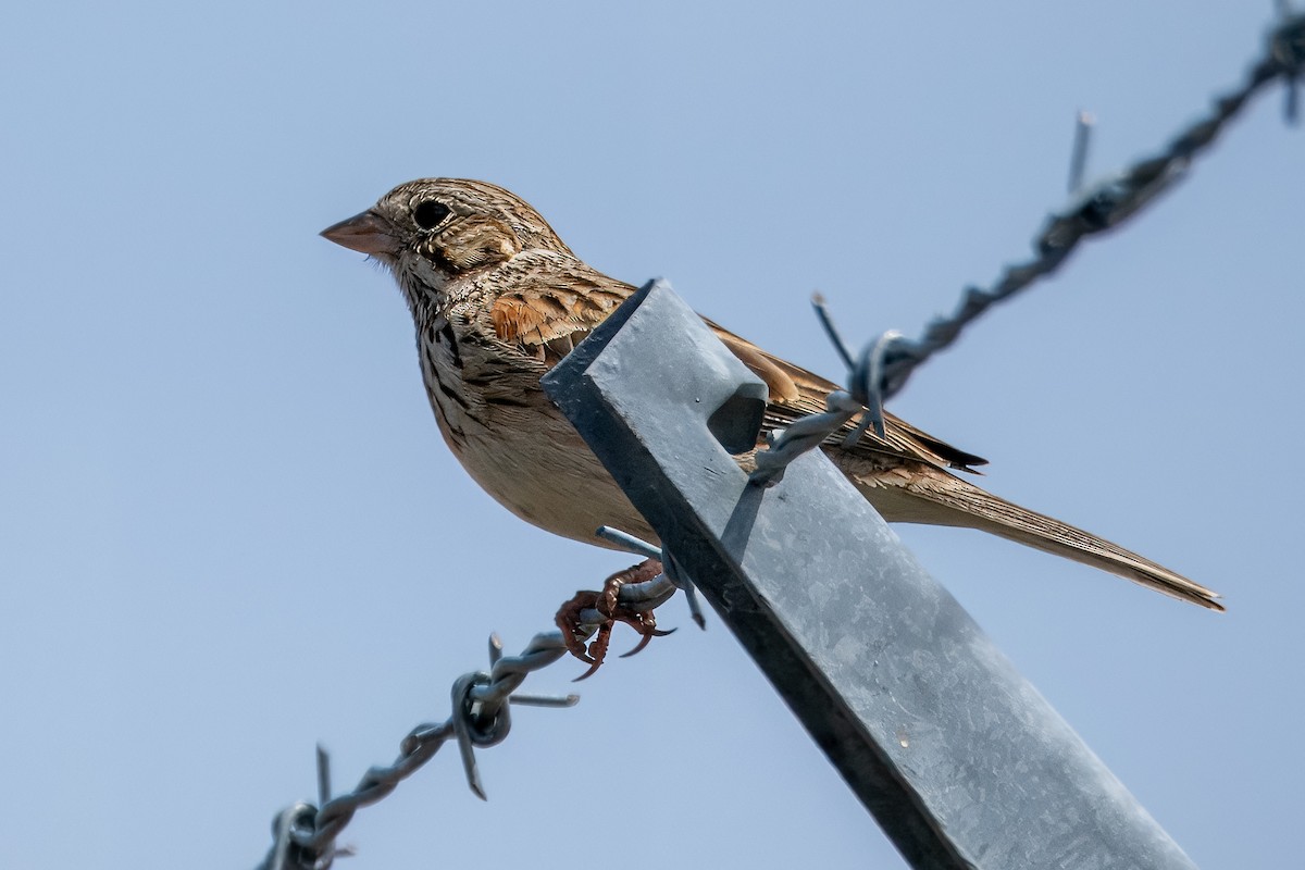 Vesper Sparrow - Richard Stern