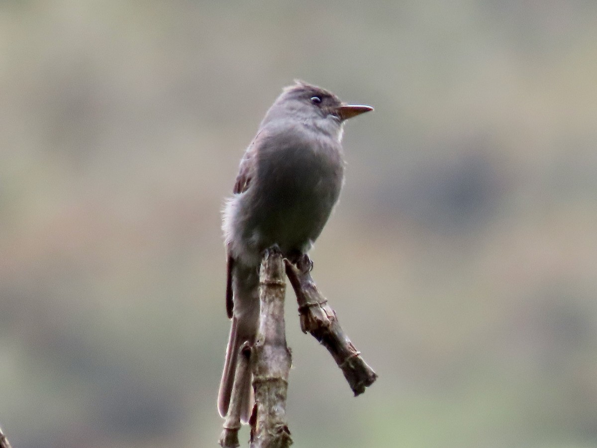 Smoke-colored Pewee - Greg Vassilopoulos