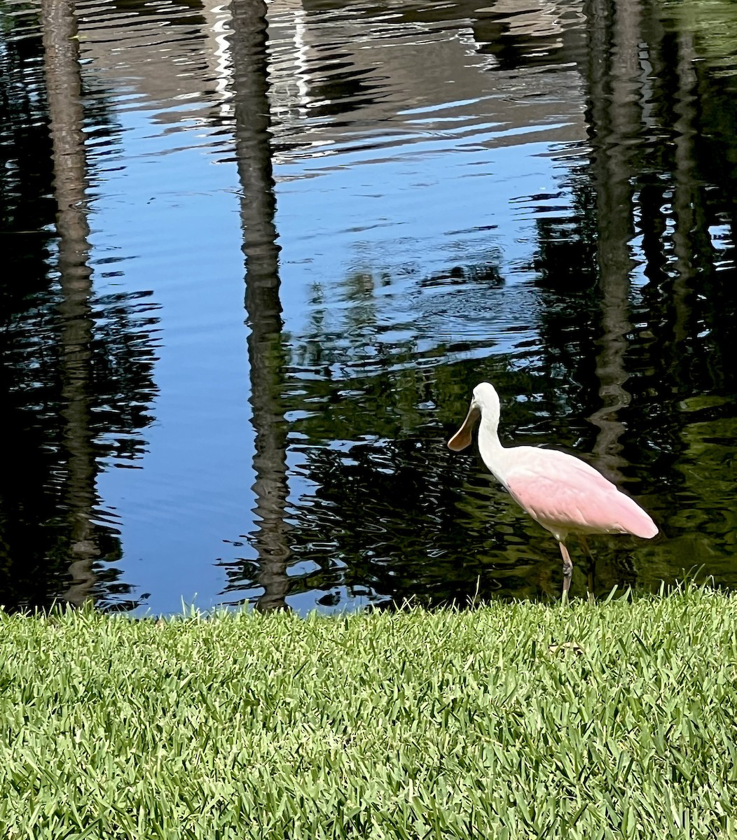 Roseate Spoonbill - Gail Pfoh