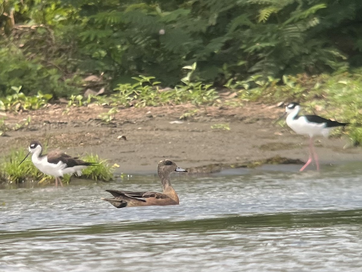 American Wigeon - Brenda Sánchez