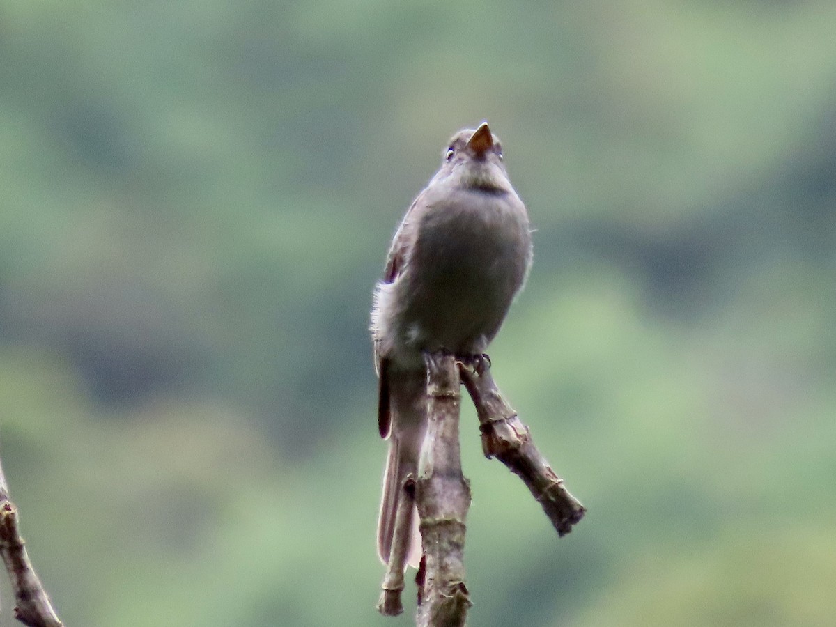 Smoke-colored Pewee - Greg Vassilopoulos